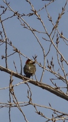 Colaptes melanochloros