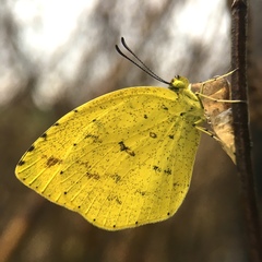Eurema mandarina