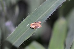 Semibirthama rotundata