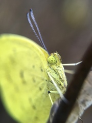Eurema mandarina
