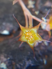 Ullucus tuberosus