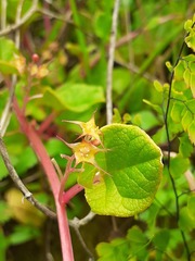 Ullucus tuberosus