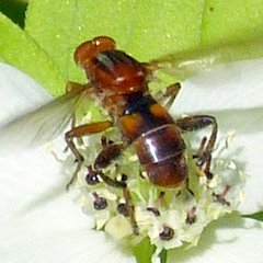 Hammerschmidtia rufa