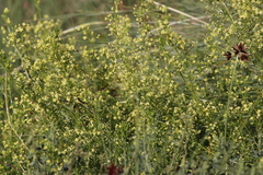 Galium capense