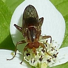 Hammerschmidtia rufa