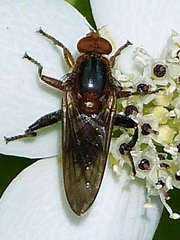 Hammerschmidtia rufa