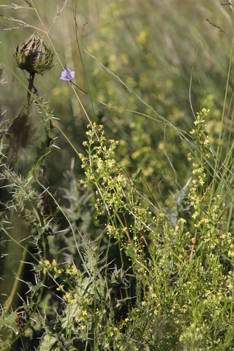Image of Galium capense by (c) Tony Rebelo, some rights reserved (CC BY-SA)