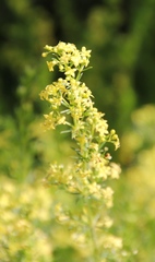Galium capense