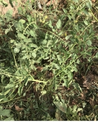 Solanum lycopersicum