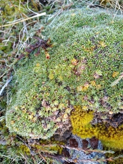 Veronica ciliolata fiordensis
