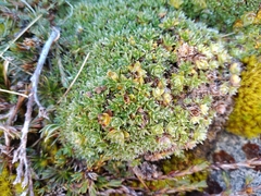 Veronica ciliolata fiordensis