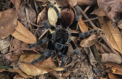 Sericopelma