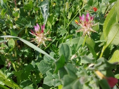 Trifolium spumosum