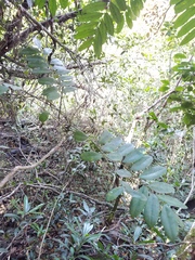 Simarouba