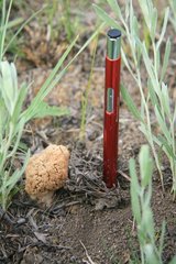 Morchella steppicola