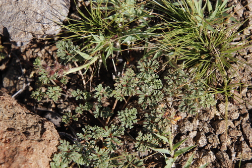 Image of Pelargonium minimum by (c) Tony Rebelo, some rights reserved (CC BY-SA)
