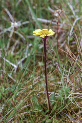 Tephroseris integrifolia atropurpurea
