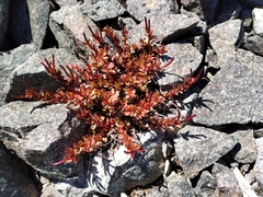 Epilobium porphyrium