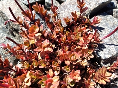 Epilobium porphyrium