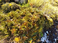 Aciphylla crosby-smithii