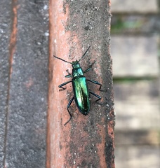 Strongylium aurichalceum