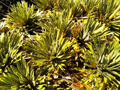 Aciphylla crosby-smithii