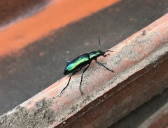 Strongylium aurichalceum