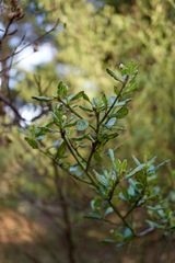 Ceanothus thyrsiflorus griseus