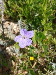 Erodium gruinum