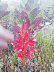 Tritoniopsis triticea