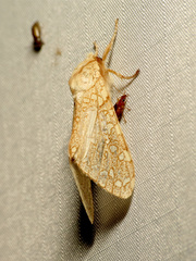 Lophocampa mixta