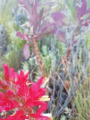 Tritoniopsis triticea