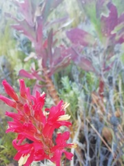 Tritoniopsis triticea