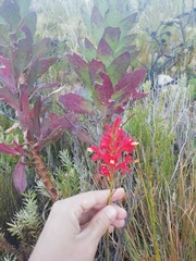 Tritoniopsis triticea