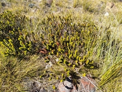 Veronica pauciramosa