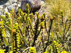 Veronica pauciramosa