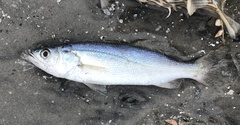 Cynoscion arenarius
