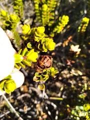 Veronica pauciramosa