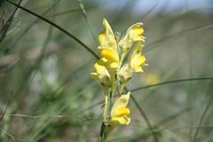 Linaria macroura