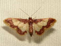 Idaea basinta