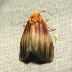 Eulithosia plesioglauca