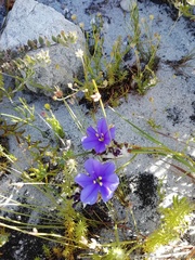 Aristea oligocephala