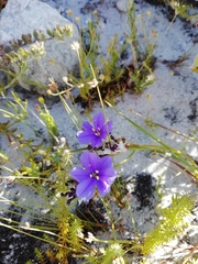 Aristea oligocephala