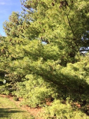 Pinus strobus