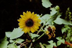 Helianthus annuus