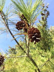 Pinus strobus