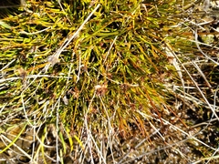 Juncus antarcticus