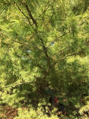 Pinus strobus