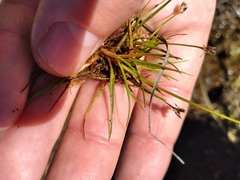Juncus antarcticus