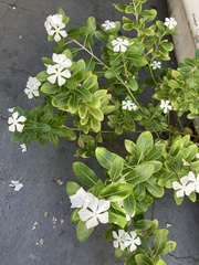 Catharanthus roseus